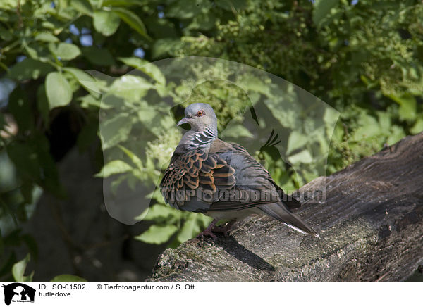 Turteltaube / turtledove / SO-01502