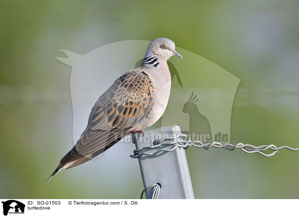 Turteltaube / turtledove / SO-01503