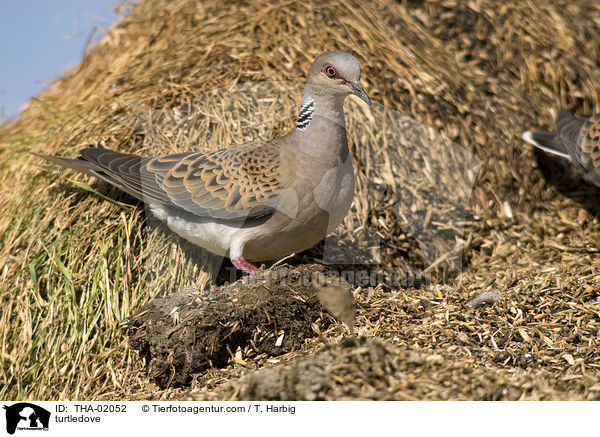 Turteltaube / turtledove / THA-02052