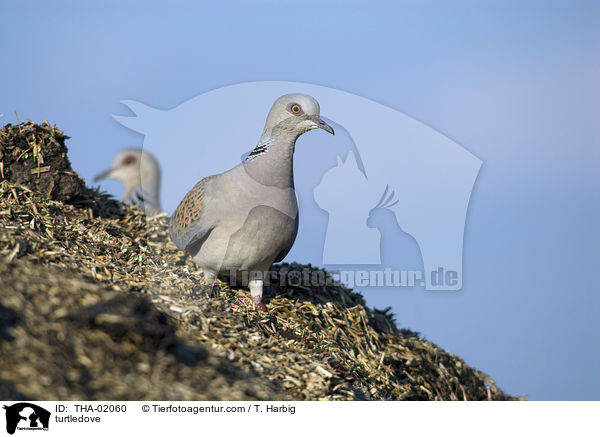 Turteltaube / turtledove / THA-02060