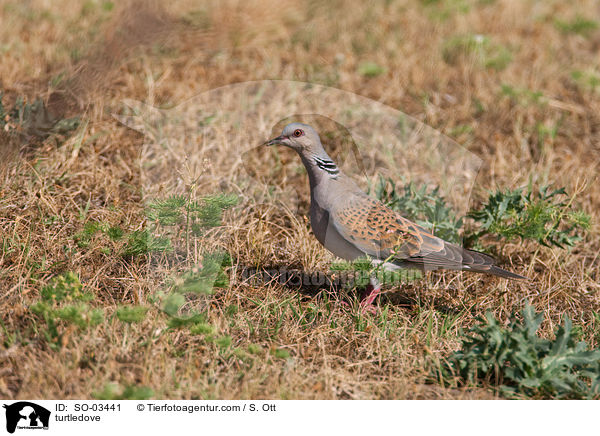 Turteltaube / turtledove / SO-03441