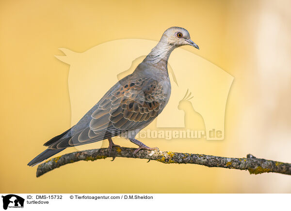 Turteltaube / turtledove / DMS-15732