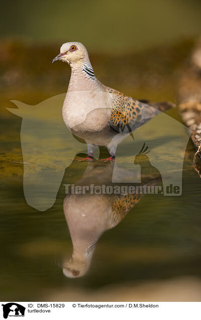 Turteltaube / turtledove / DMS-15829