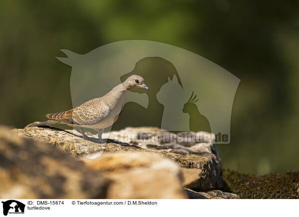 Turteltaube / turtledove / DMS-15874