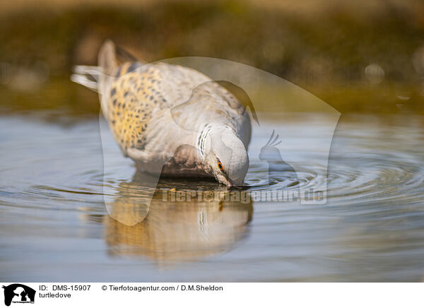 Turteltaube / turtledove / DMS-15907