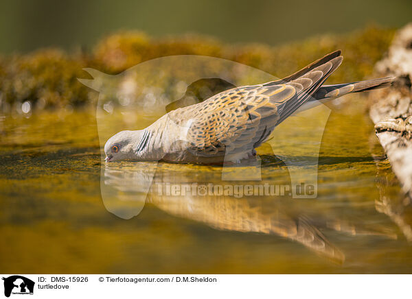 Turteltaube / turtledove / DMS-15926