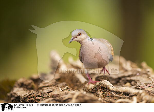 Turteltaube / turtledove / DMS-16176