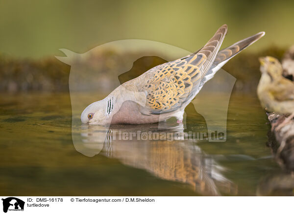 Turteltaube / turtledove / DMS-16178