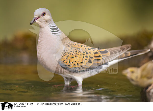 Turteltaube / turtledove / DMS-16179
