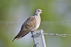 turtledove