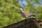 turtledove