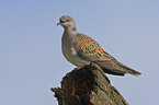 turtledove