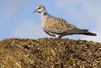 turtledove