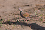 turtledove