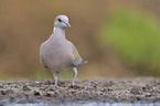 turtledove