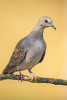 turtledove