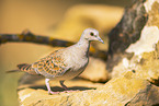 turtledove