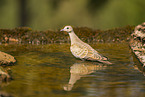 turtledove