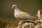 turtledove