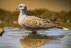 turtledove