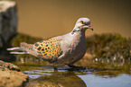 turtledove