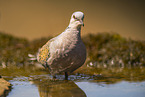 turtledove