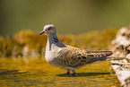 turtledove