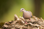 turtledove