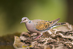 turtledove