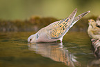 turtledove
