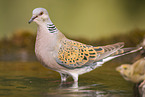 turtledove