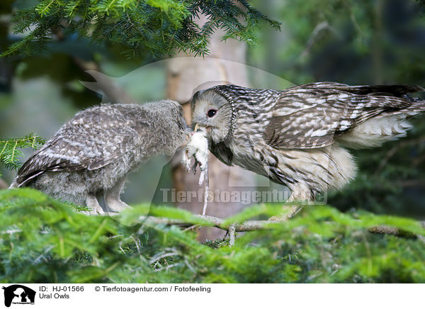 Ural Owls / HJ-01566