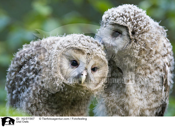 Ural Owls / HJ-01567