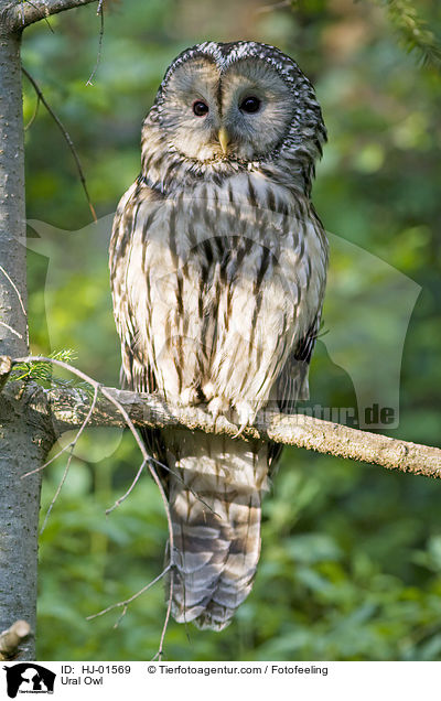 Ural Owl / HJ-01569