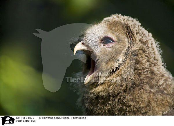 young ural owl / HJ-01572