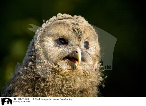 young ural owl / HJ-01573