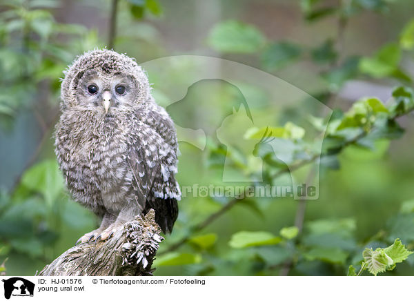 junger Habichtskauz / young ural owl / HJ-01576