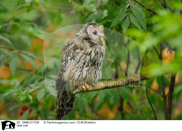 Habichtskauz / Ural owl / DMS-01708