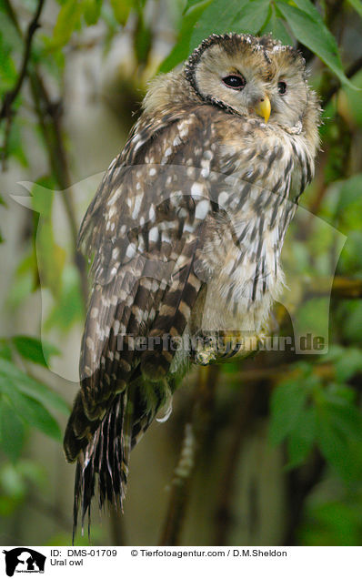 Ural owl / DMS-01709
