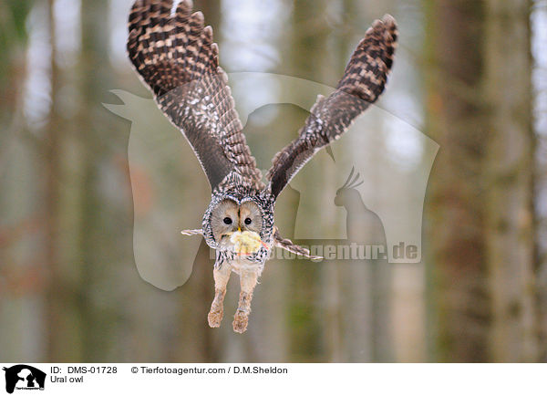Habichtskauz / Ural owl / DMS-01728