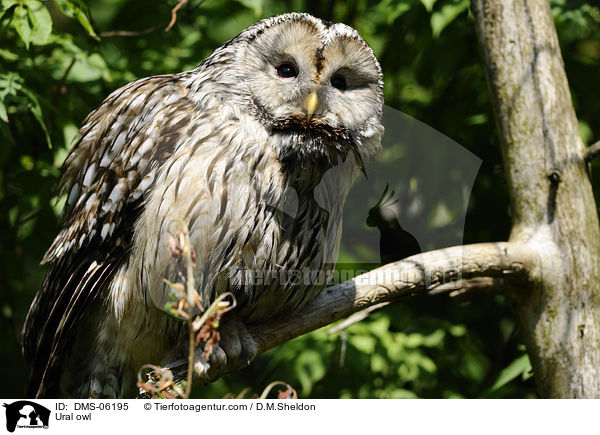 Habichtskauz / Ural owl / DMS-06195
