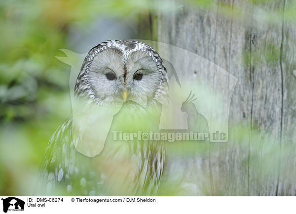 Habichtskauz / Ural owl / DMS-06274