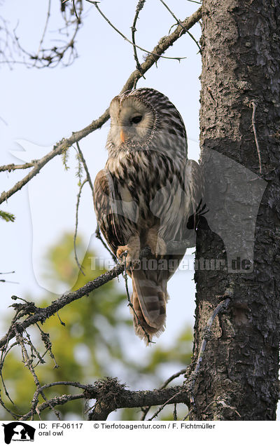 oral owl / FF-06117