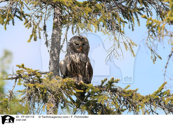 oral owl / FF-06119
