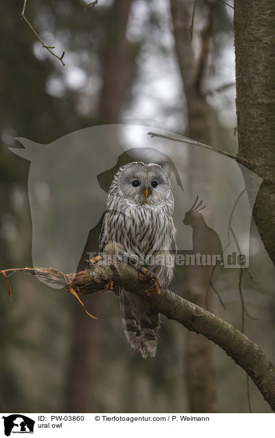 ural owl / PW-03860