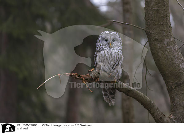 ural owl / PW-03861