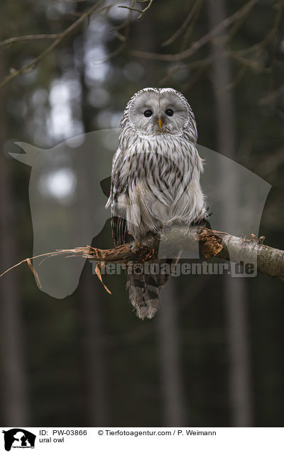 ural owl / PW-03866