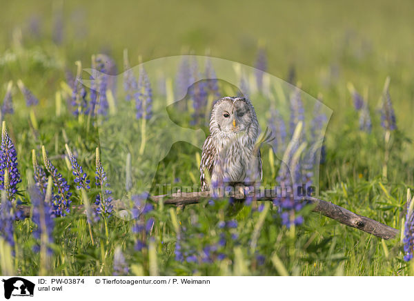ural owl / PW-03874