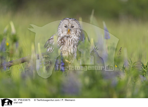 ural owl / PW-03875