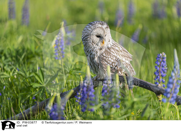Habichtskauz / ural owl / PW-03877